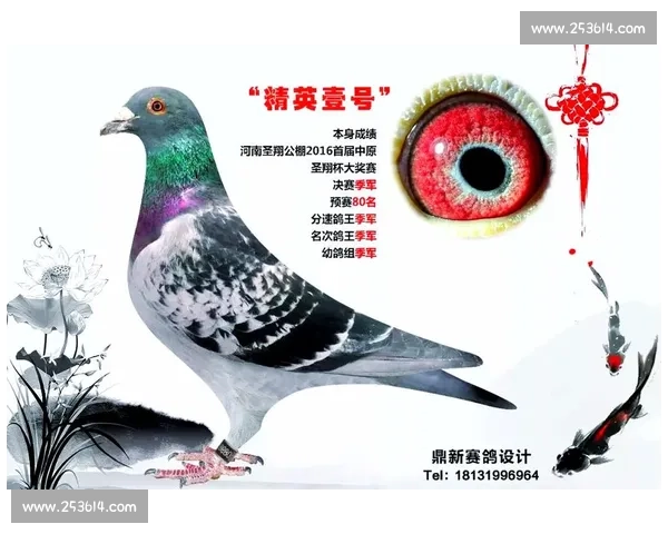 信鸽比赛成绩分析与纪录的影响因素探讨及趋势预测