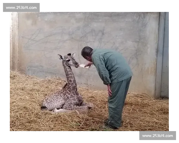 小动物成长奇遇记:保育员细心守护与陪伴的温暖故事 小动物成长奇遇记:保育员细心守护与陪伴的温暖故事